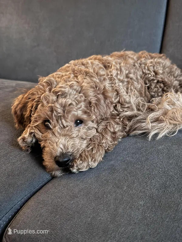 Canela – Miniature Goldendoodle puppy for sale in Cicero, IL