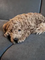 Canela, a female Miniature Goldendoodle for sale in Cicero, IL – Photo 1 of 3