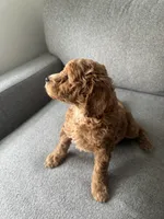 Mini Goldendoodle , a female Miniature Goldendoodle for sale in Cicero, IL – Photo 2 of 2