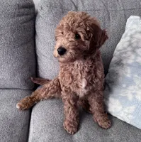 Canela, a female Miniature Goldendoodle for sale in Cicero, IL – Photo 3 of 3