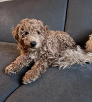 Canela, a female Miniature Goldendoodle for sale in Cicero, IL – Photo 2 of 3