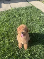 Canela, a female Miniature Goldendoodle for sale in Cicero, IL – 2 of 2