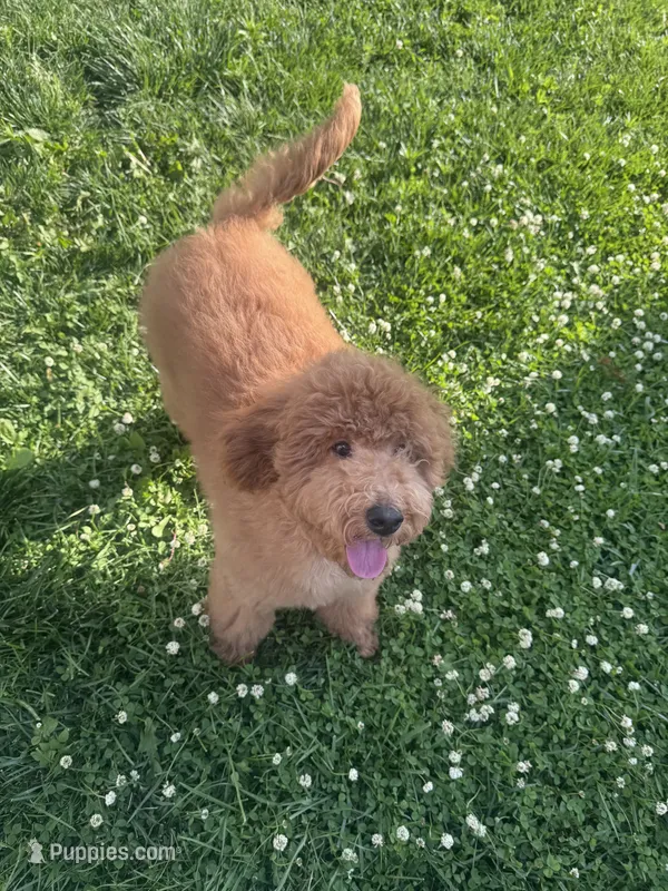 Canela – Miniature Goldendoodle puppy for sale in Cicero, IL