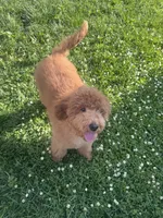 Canela, a female Miniature Goldendoodle for sale in Cicero, IL – 1 of 2