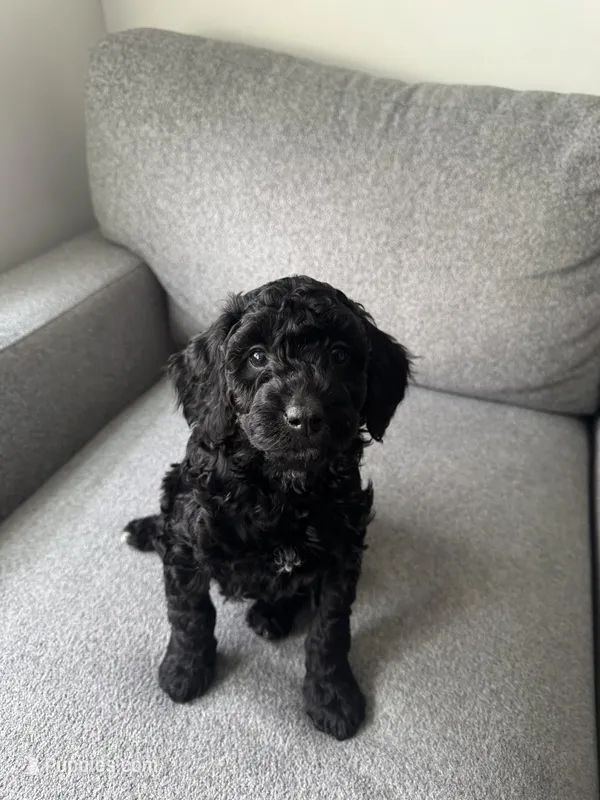 Mini Goldendoodle  – Miniature Goldendoodle puppy for sale in Cicero, IL