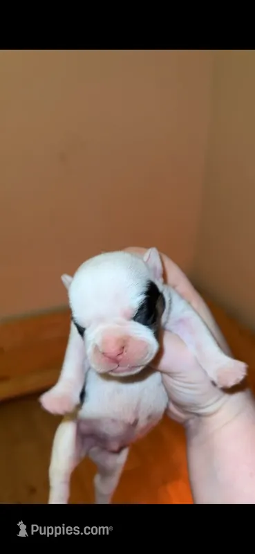 Bandit – Olde English Bulldogge puppy for sale in Weaver, AL