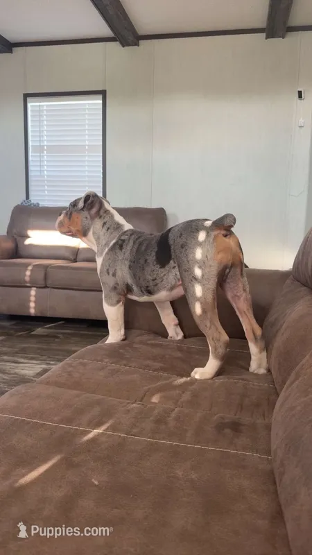 Enzo – Olde English Bulldogge puppy for sale in Weaver, AL