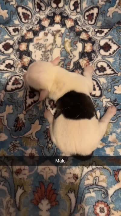 Bandit, a male Olde English Bulldogge for sale in Weaver, AL – 2 of 2