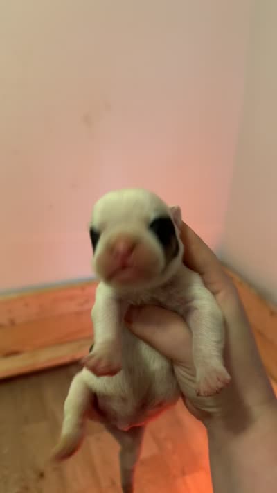 Bandit, a male Olde English Bulldogge for sale in Weaver, AL – 1 of 2