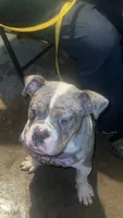Enzo, a male Olde English Bulldogge for sale in Weaver, AL – 2 of 2