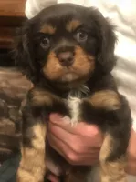 Chocolate Cavalier 1/2/3, a male Cavalier King Charles Spaniel for sale in Aurora, CO – 2 of 6