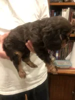 Chocolate Cavalier 1/2/3, a male Cavalier King Charles Spaniel for sale in Aurora, CO – 4 of 6