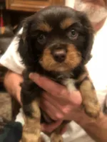 Chocolate Cavalier 1/2/3, a male Cavalier King Charles Spaniel for sale in Aurora, CO – 6 of 6
