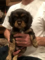 Chocolate Cavalier 1/2/3, a male Cavalier King Charles Spaniel for sale in Aurora, CO – 1 of 6