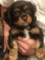 Chocolate Cavalier 1/2/3, a male Cavalier King Charles Spaniel for sale in Aurora, CO – 5 of 6
