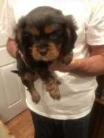 Chocolate Cavalier 1/2/3, a male Cavalier King Charles Spaniel for sale in Aurora, CO – 3 of 6