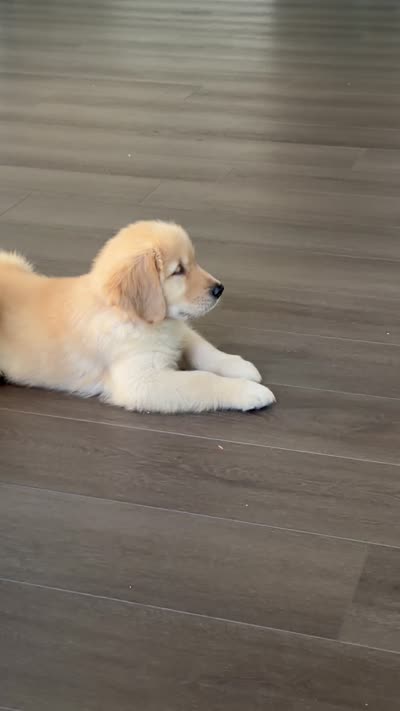 Zorwar, a male Golden Retriever for sale in Angier, NC – 3 of 4