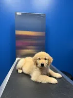 Zorwar, a male Golden Retriever for sale in Angier, NC – 2 of 4