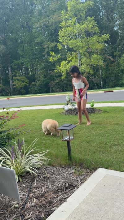 Zorwar, a male Golden Retriever for sale in Angier, NC – 4 of 4