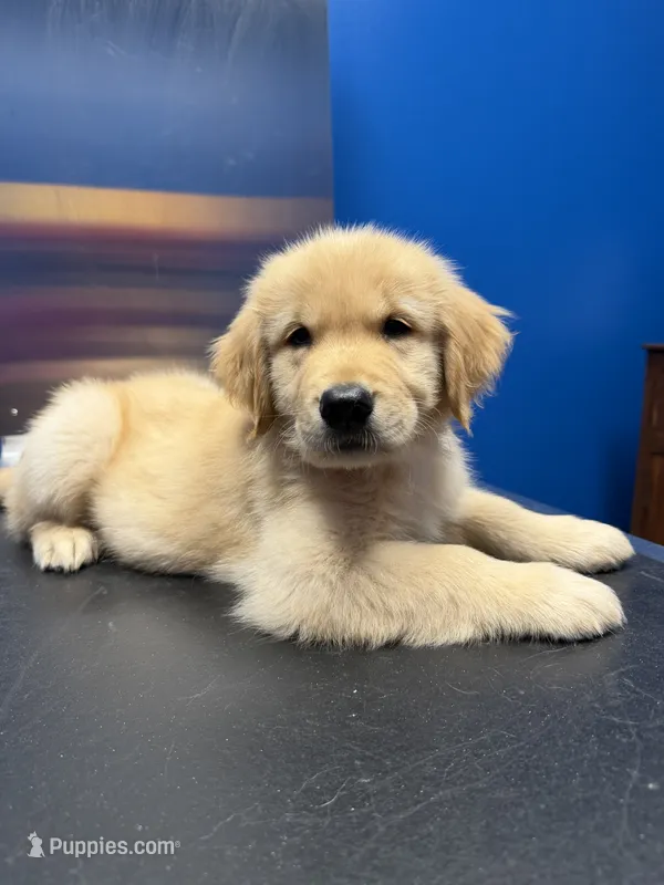 Zorwar – Golden Retriever puppy for sale in Angier, NC