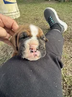 processed/ca5a07c2-26ec-492b-9430-602c97d9ef76/listing/ba9aa7b3-c9ce-49c8-897f-51c43f662461/50300b83-6c32-4363-bac0-1d348e33d0ef