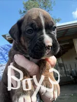 processed/ca5a07c2-26ec-492b-9430-602c97d9ef76/listing/d26437da-22f0-4ed4-9afc-03c99cc57dd1/fbb866d9-e89b-46ee-81dc-bd96f133c801