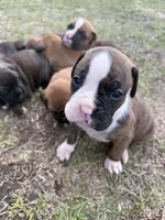 processed/ca5a07c2-26ec-492b-9430-602c97d9ef76/listing/e4d8c648-fad4-4952-b816-185fc4084d7a/850c1a9a-57b1-4623-a288-7572284b219e