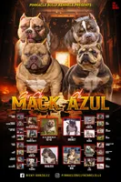 LunAzul, a female American Bully for sale in Raeford, NC – 2 of 7