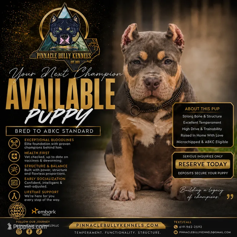 LunAzul – American Bully puppy for sale in Raeford, NC
