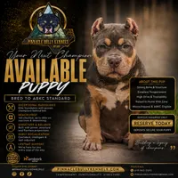 LunAzul, a female American Bully for sale in Raeford, NC – 1 of 7