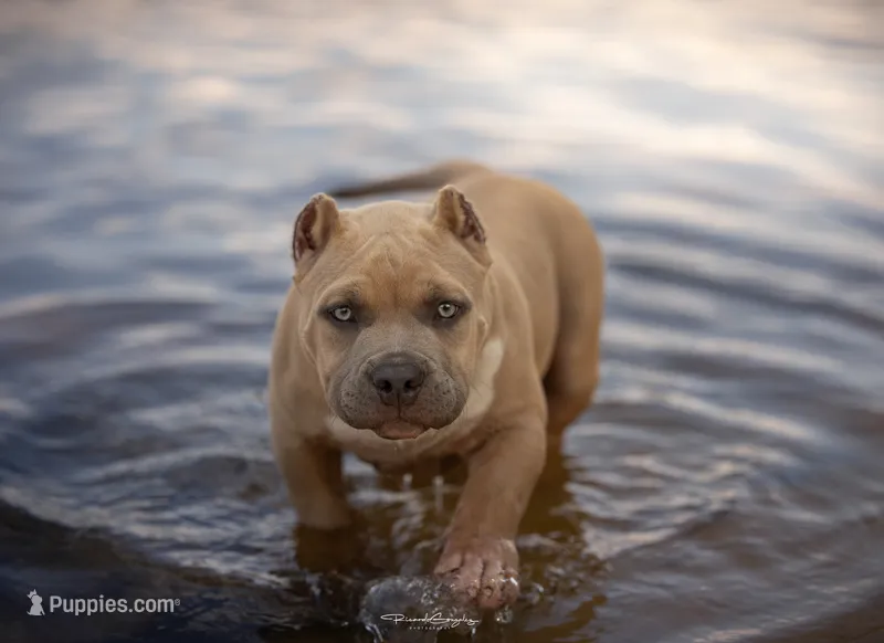 Angel Baby  – American Bully puppy for sale in Raeford, NC