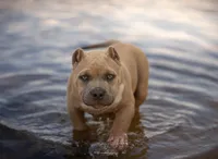 Angel Baby , a female American Bully for sale in Raeford, NC – 2 of 6