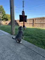 Blue Tri AM Bully , a female American Bully for sale in Raeford, NC – 4 of 10