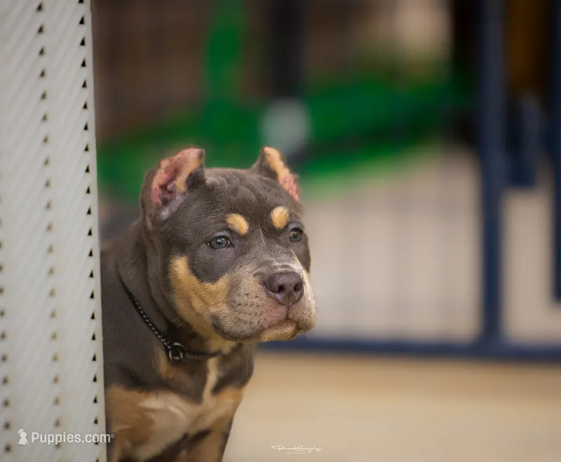 LunAzul – American Bully puppy for sale in Raeford, NC