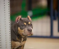 LunAzul, a female American Bully for sale in Raeford, NC – 3 of 7