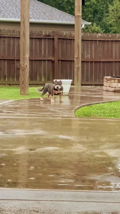 LunAzul, a female American Bully for sale in Raeford, NC – 6 of 7