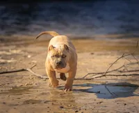 Angel Baby , a female American Bully for sale in Raeford, NC – 3 of 6