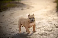 Angel Baby , a female American Bully for sale in Raeford, NC – 1 of 6