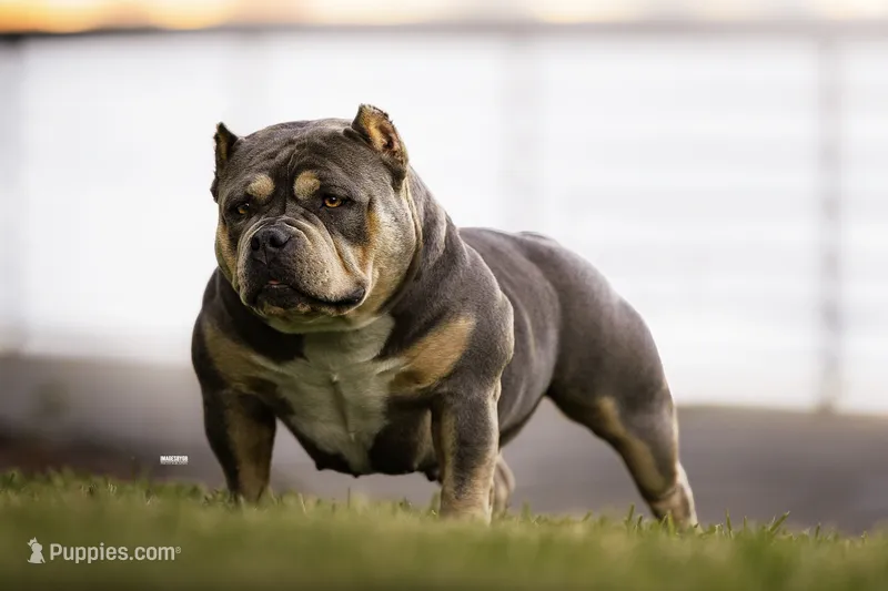 Clase Azul  – American Bully puppy for sale in Raeford, NC