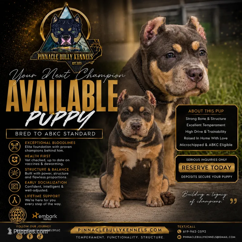 LunAzul – American Bully puppy for sale in Raeford, NC