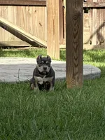 Blue Tri AM Bully , a female American Bully for sale in Raeford, NC – 2 of 10