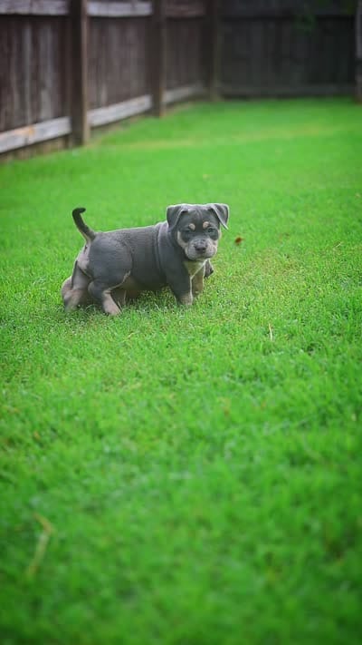 LunAzul, a female American Bully for sale in Raeford, NC – 7 of 7