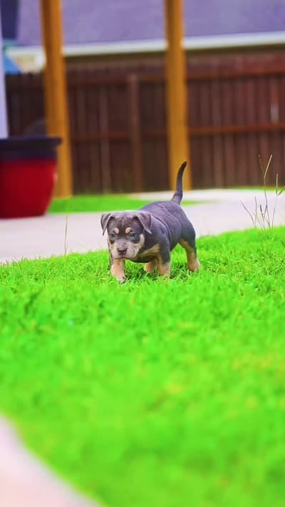 Blue Tri AM Bully , a female American Bully for sale in Raeford, NC – 6 of 10