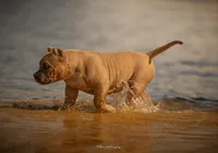Angel Baby , a female American Bully for sale in Raeford, NC – 6 of 6