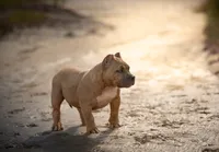 Angel Baby , a female American Bully for sale in Raeford, NC – 5 of 6