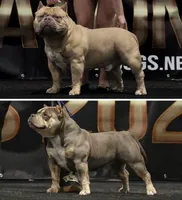 Blue Tri AM Bully , a female American Bully for sale in Raeford, NC – 8 of 10