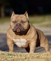 Blue Tri AM Bully , a female American Bully for sale in Raeford, NC – 9 of 10
