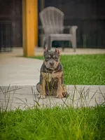 LunAzul, a female American Bully for sale in Raeford, NC – 4 of 7
