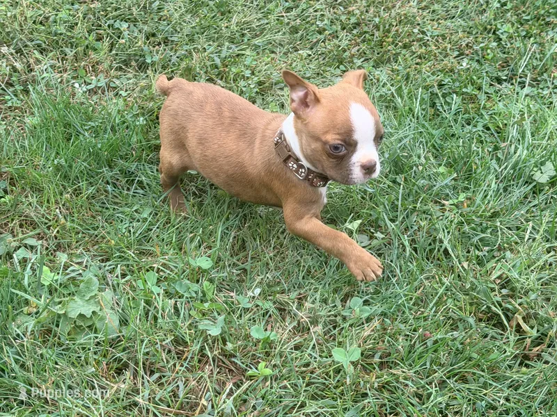 Brown – Boston Terrier puppy for sale in Leicester, NC