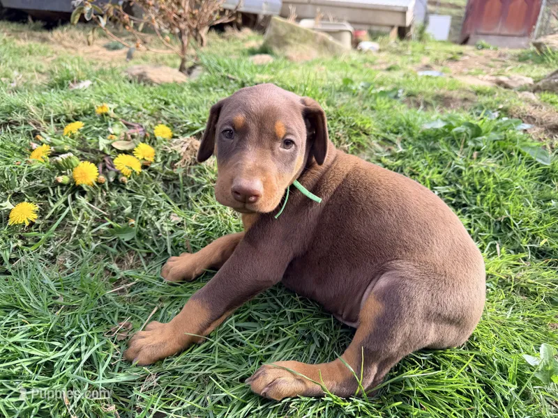 Green – Doberman Pinscher puppy for sale in Leicester, NC